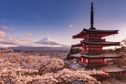 Mount Fuji Blossom
